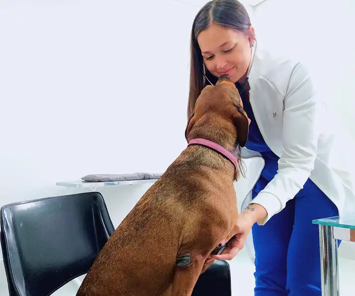 Veterinário oncologista examinando um cão na clínica Vet Radioterapia SP