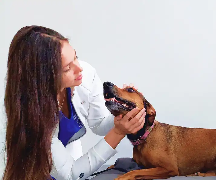Veterinário oncologista examinando um cão na clínica Vet Radioterapia SP