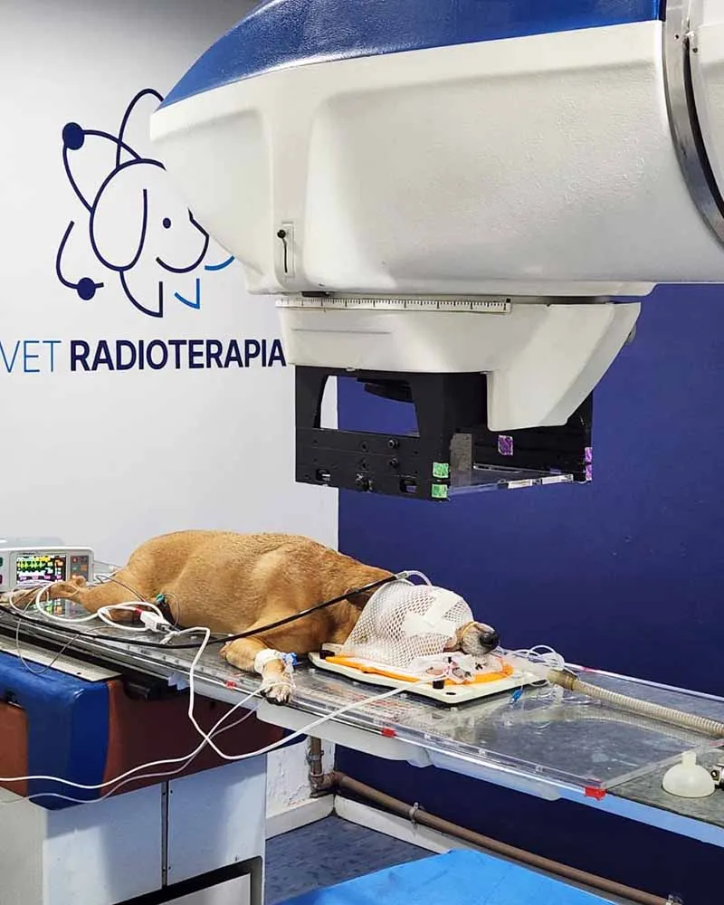 Radioterapia-veterinaria-Vet-Radioterapia-RJ-1.webp