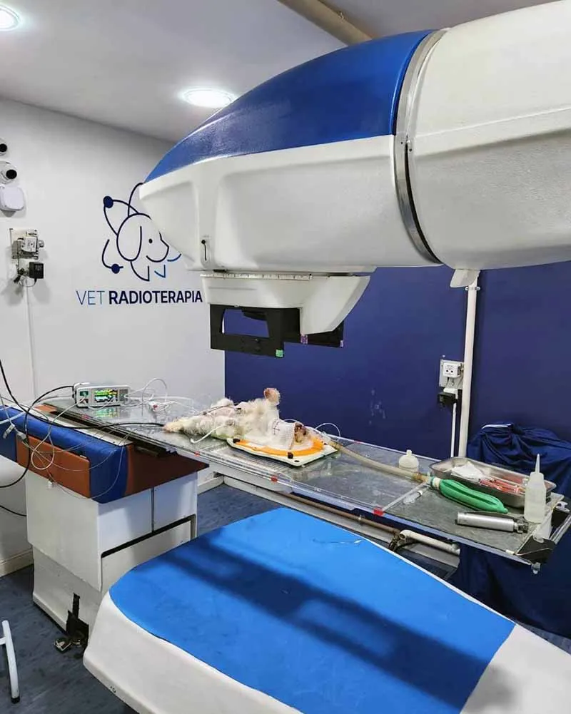 Radioterapia-veterinaria-Vet-Radioterapia-RJ-2.webp