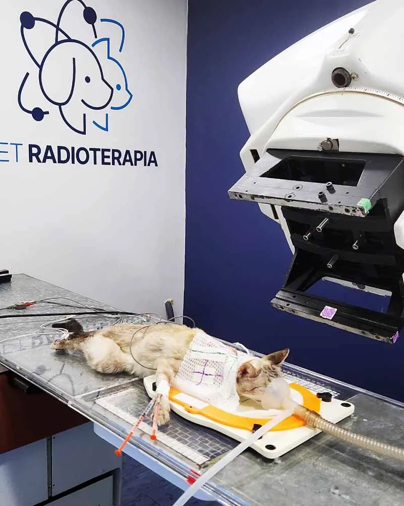 Radioterapia-veterinaria-Vet-Radioterapia-RJ-3.webp