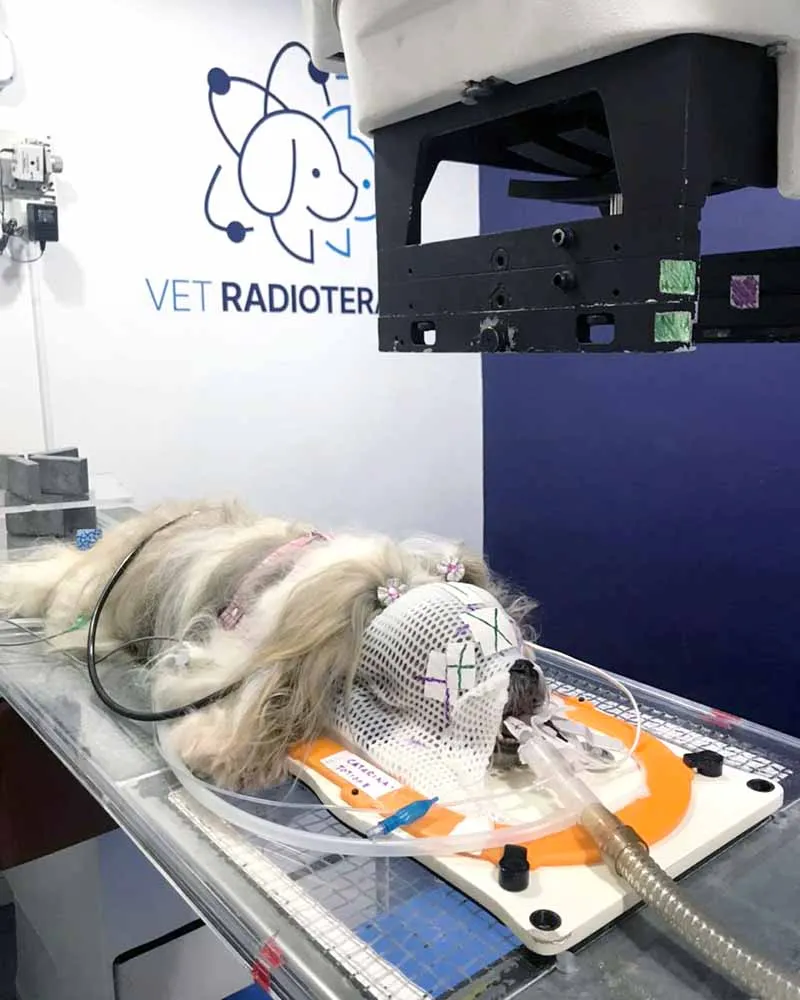 Radioterapia-veterinaria-Vet-Radioterapia-RJ-4.webp