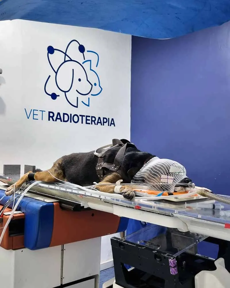 Radioterapia-veterinaria-Vet-Radioterapia-RJ-5.webp