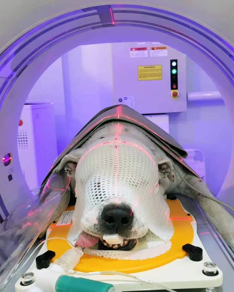 Radioterapia-veterinaria-Vet-Radioterapia-RJ-planejamento-1.webp