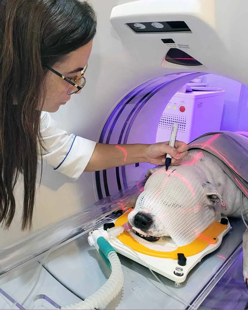 Radioterapia-veterinaria-Vet-Radioterapia-RJ-planejamento-3.webp