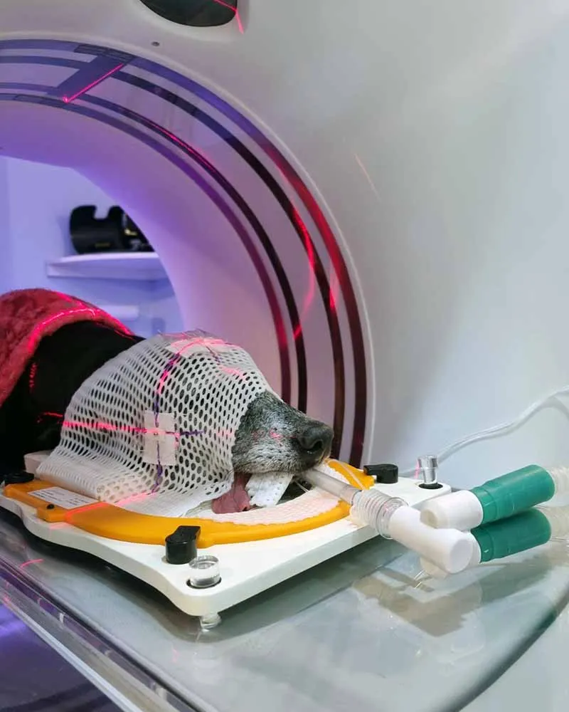 Radioterapia-veterinaria-Vet-Radioterapia-RJ-planejamento-4.webp